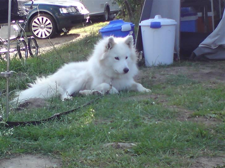 Samojedhund Mickey d. anden - Min første campingtur, nice.  billede 10