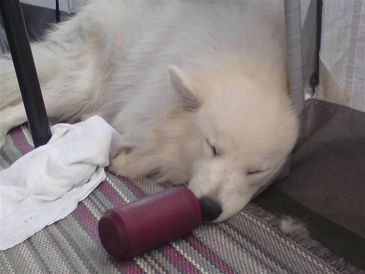 Samojedhund Mickey d. anden - zzzzzzz. Det er bare hårdt at være på campingtur.zzzzzzzzzzzzzzzzzzzzzzzzz billede 11