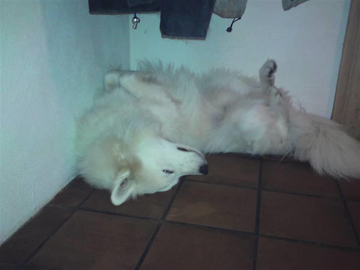 Samojedhund Mickey d. anden - Nu skal jeg lige vist jer hvordan man slapper af.  billede 12