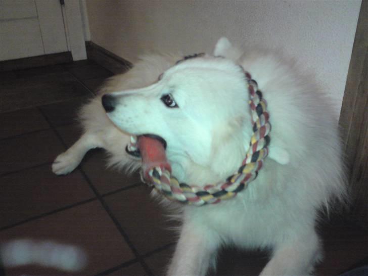 Samojedhund Mickey d. anden - Okay, der er et eller andet galt her? billede 13