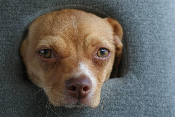 Blanding af racer Mala  billede 1