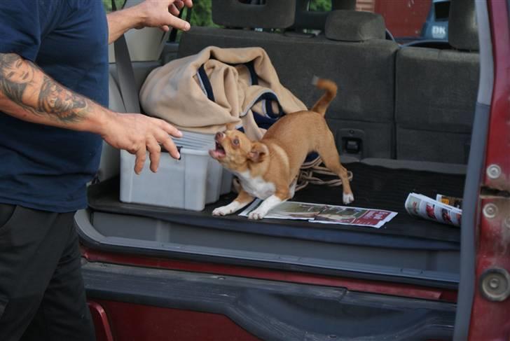 Blanding af racer Mala  billede 2