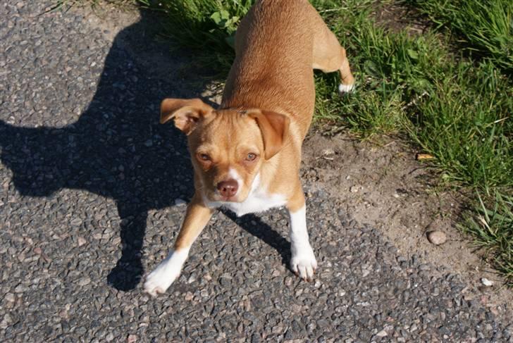 Blanding af racer Mala  billede 3