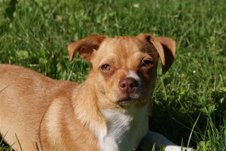 Blanding af racer Mala  billede 4