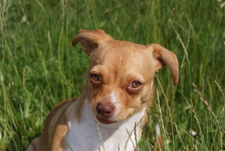 Blanding af racer Mala  billede 5