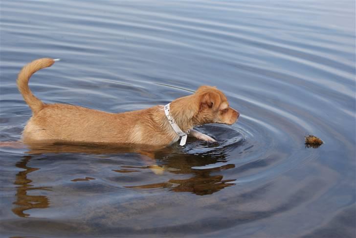 Blanding af racer Mala  billede 7