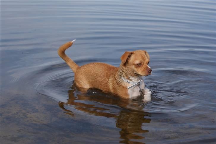 Blanding af racer Mala  billede 8