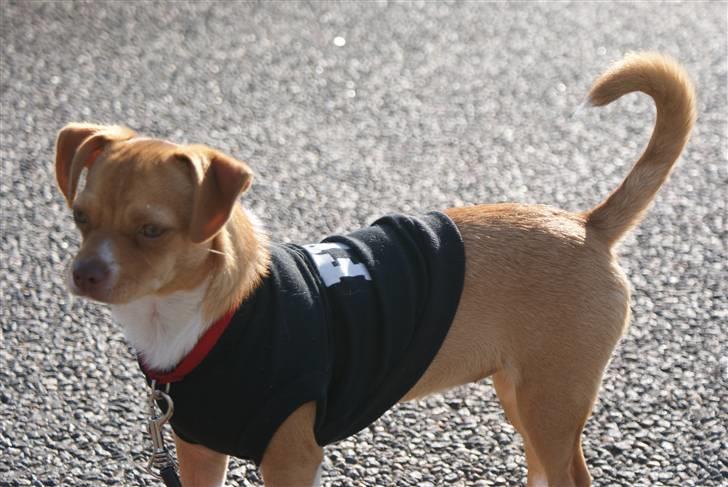 Blanding af racer Mala  billede 9