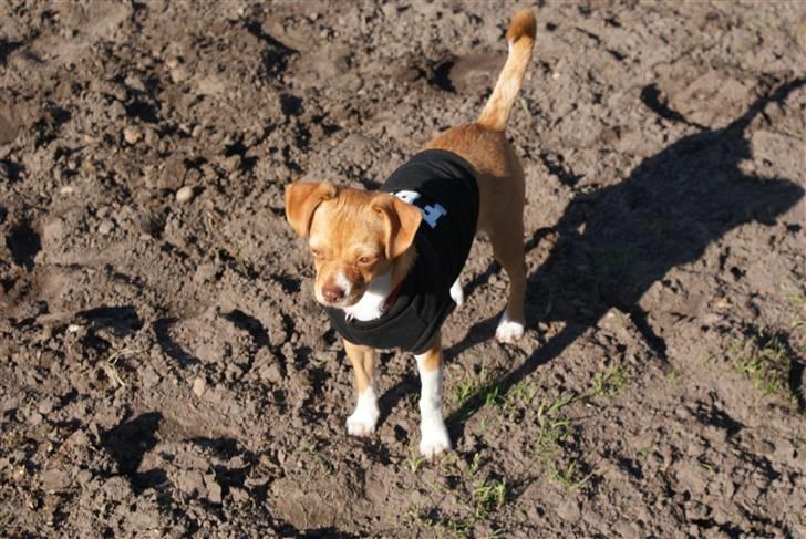 Blanding af racer Mala  billede 10