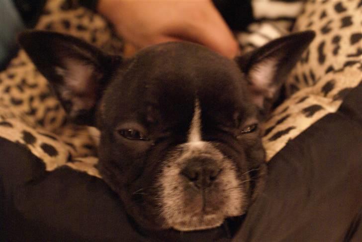 Fransk bulldog Albert - Lige kommet hjem:) er blevet træt:) billede 8