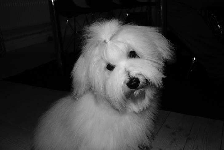 Coton de tulear Bailey - Er jeg ikke bare sød billede 1