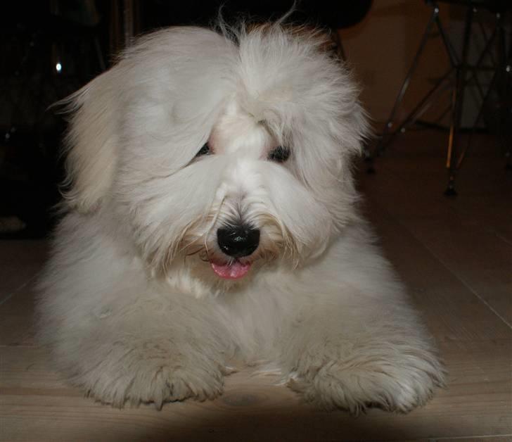 Coton de tulear Bailey billede 2