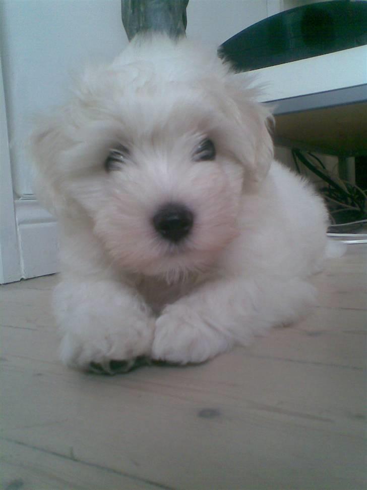 Coton de tulear Bailey billede 4