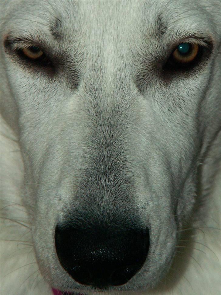 Hvid schæfer Bibi - 5 mdr. gammel billede 18