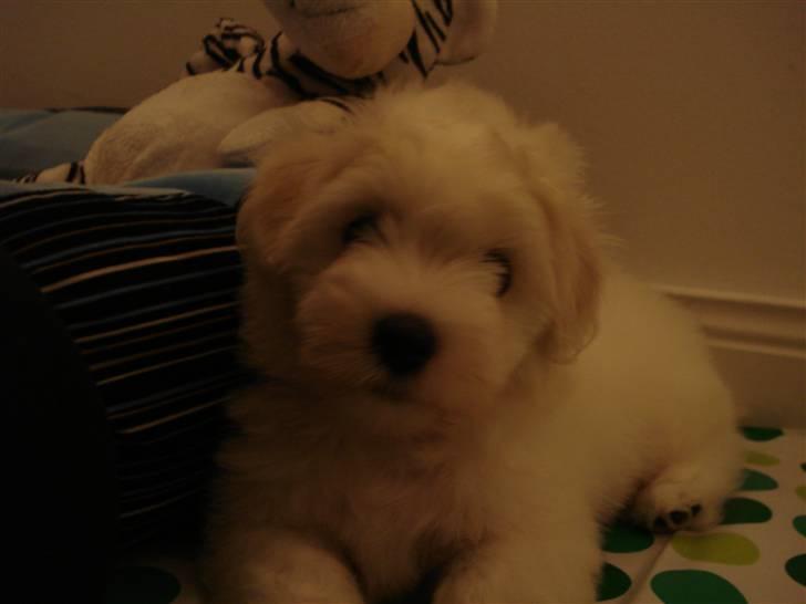 Coton de tulear Bailey billede 5