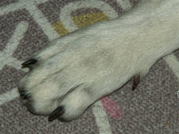 Hvid schæfer Bibi - mor´s stolthed: sorte negle på alle tæer...he-he billede 19