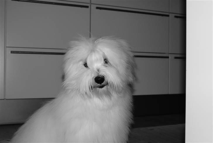 Coton de tulear Bailey billede 6