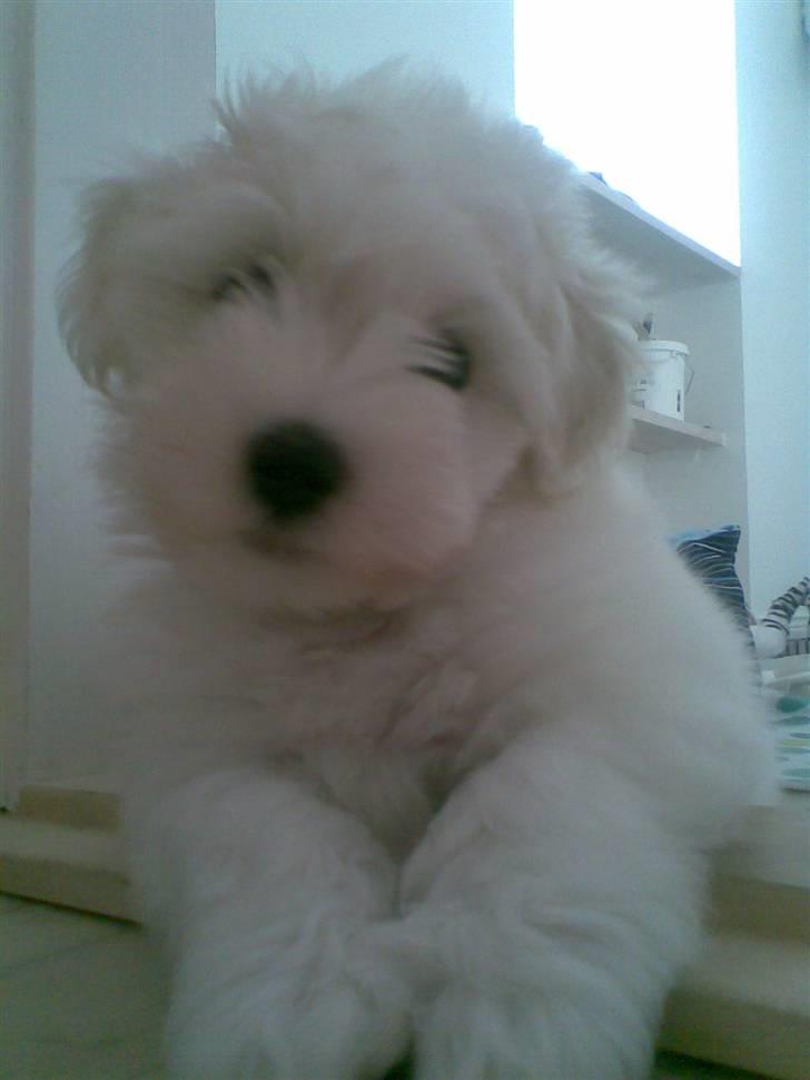 Coton de tulear Bailey billede 7