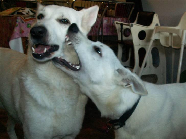 Hvid schæfer Bibi - uhh jeg elsker dig altså moar !! billede 20