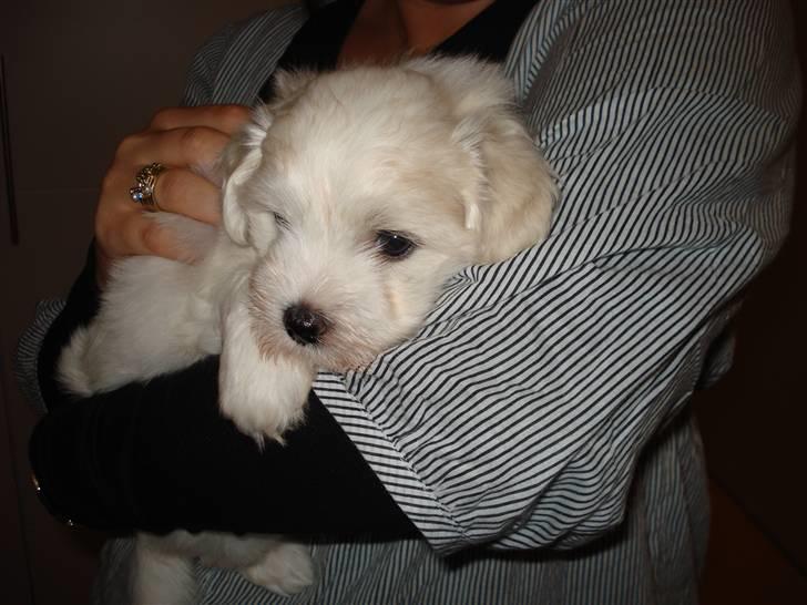 Coton de tulear Bailey - Her er jeg næsten 6 uger Gammel billede 8
