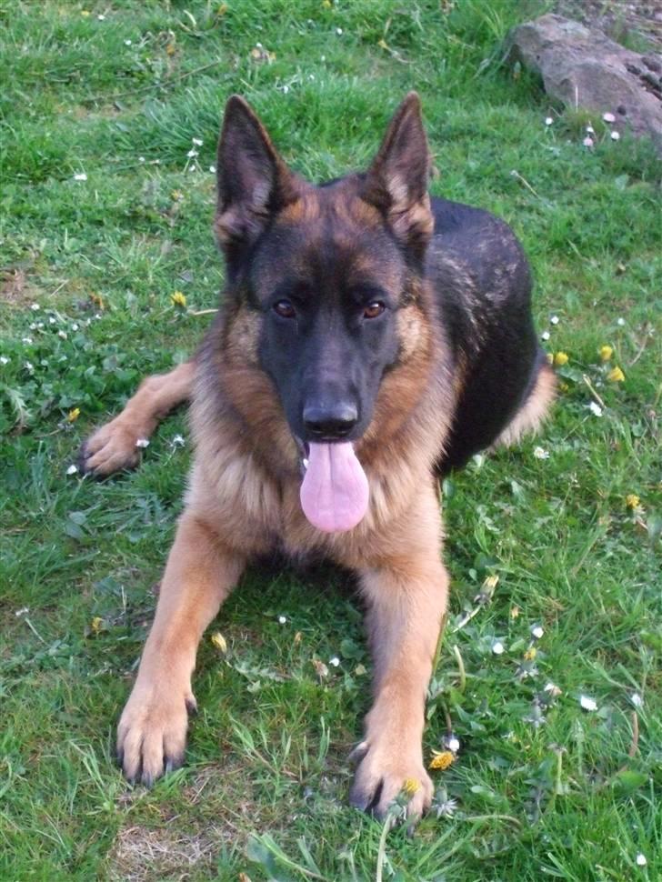 Schæferhund Aldum Donna billede 1