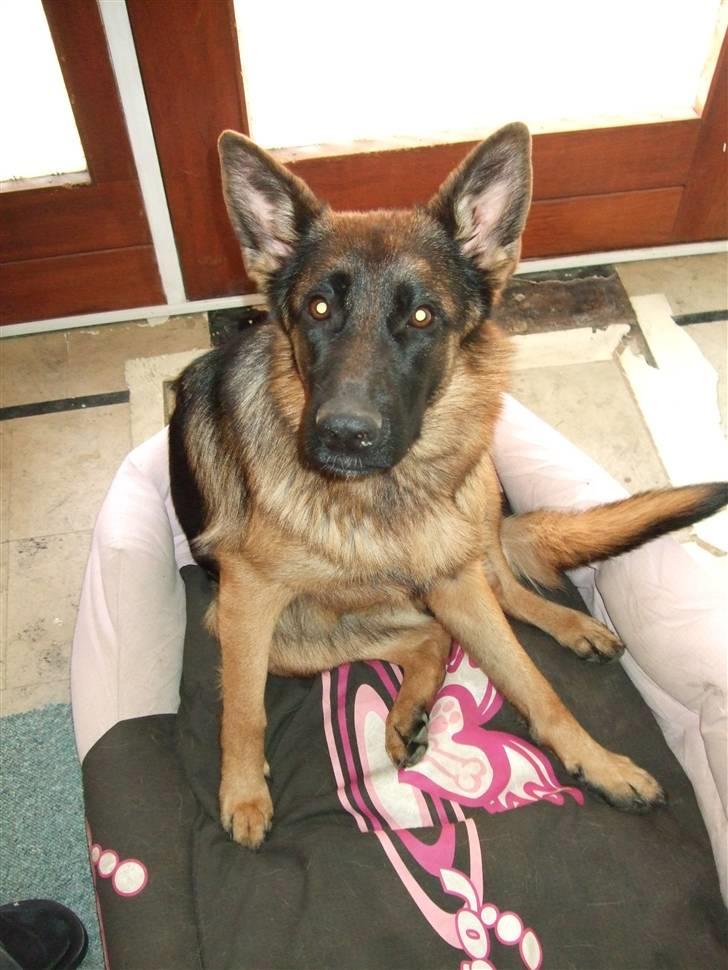 Schæferhund Aldum Donna billede 2