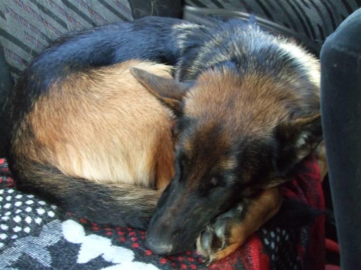 Schæferhund Aldum Donna billede 3