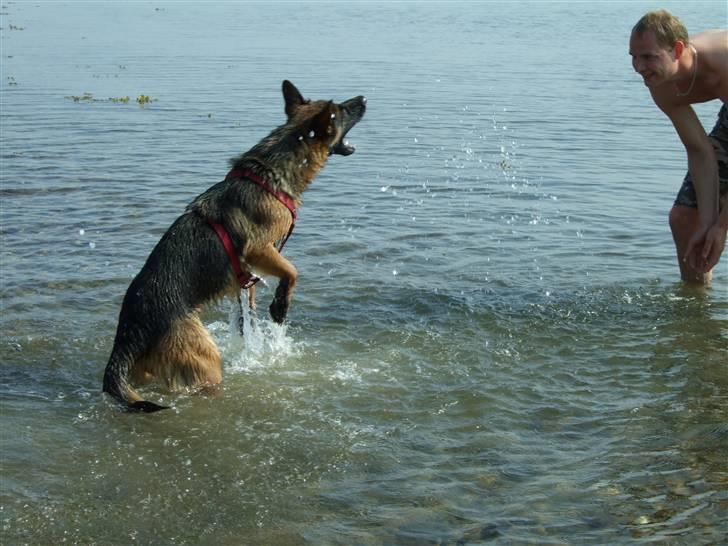 Schæferhund Aldum Donna - Min dejlige vandhund billede 4
