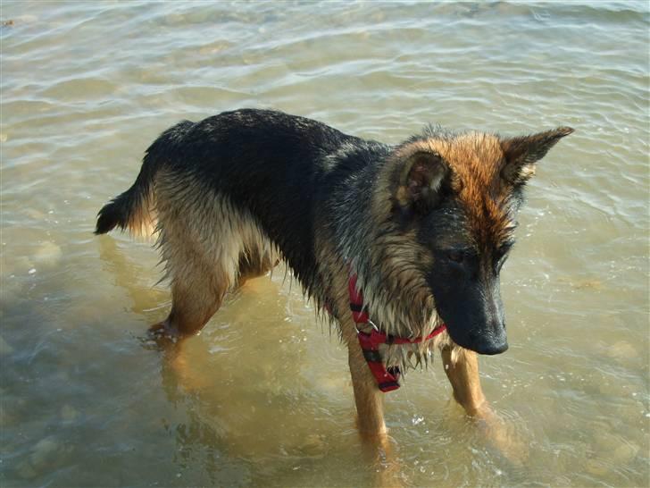 Schæferhund Aldum Donna billede 5