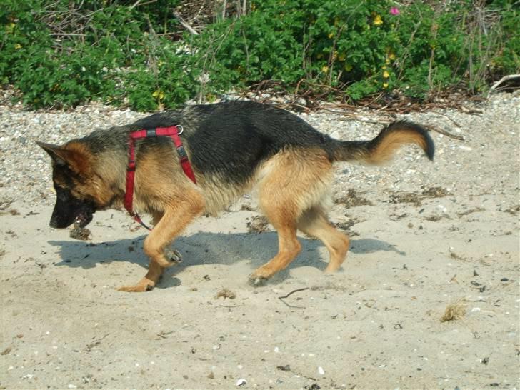 Schæferhund Aldum Donna billede 6