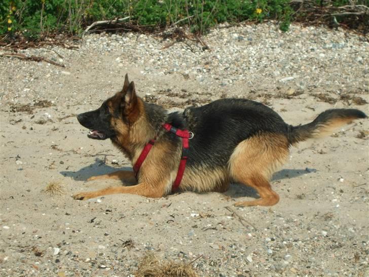 Schæferhund Aldum Donna - Kom nu, jeg er klar... billede 7