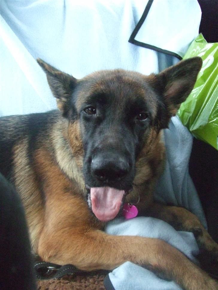 Schæferhund Aldum Donna billede 8