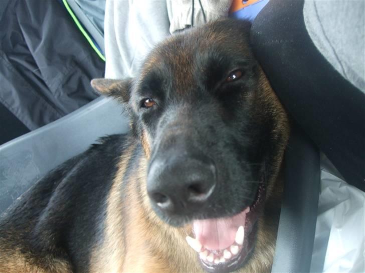 Schæferhund Aldum Donna billede 9