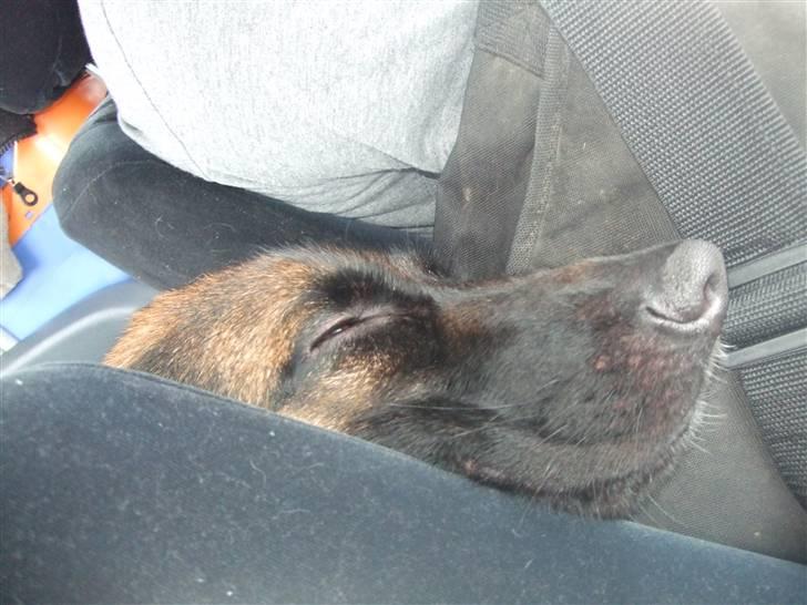 Schæferhund Aldum Donna billede 10