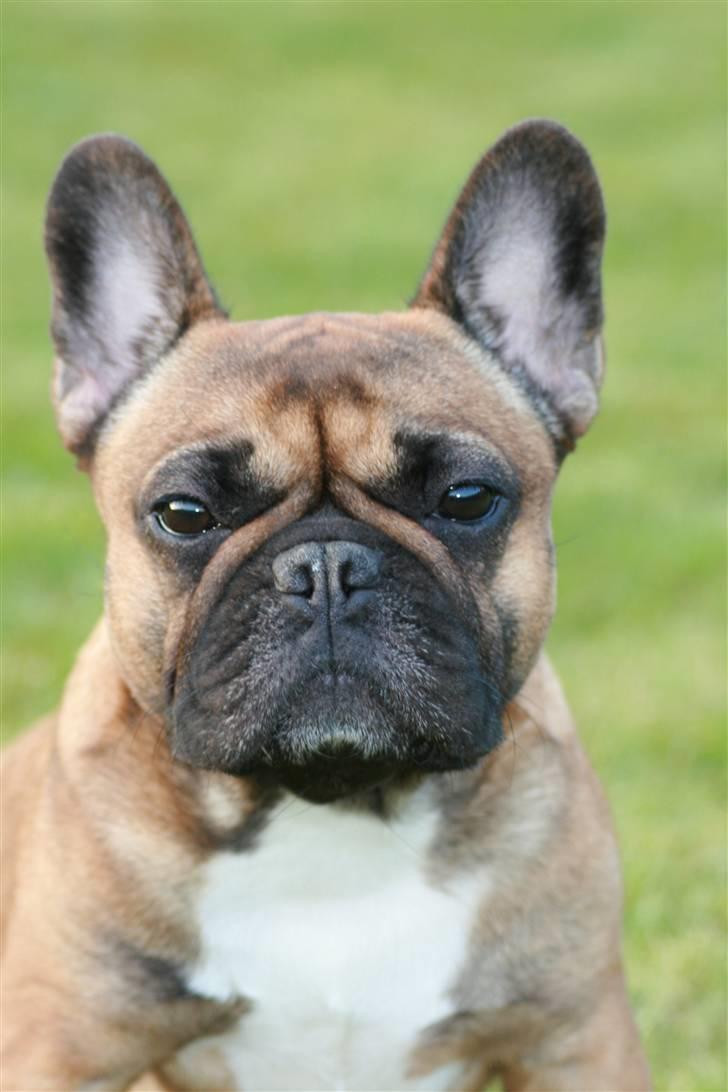 Fransk bulldog Bella. R.I.P. billede 1