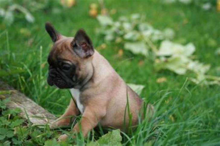 Fransk bulldog Bella. R.I.P. billede 4