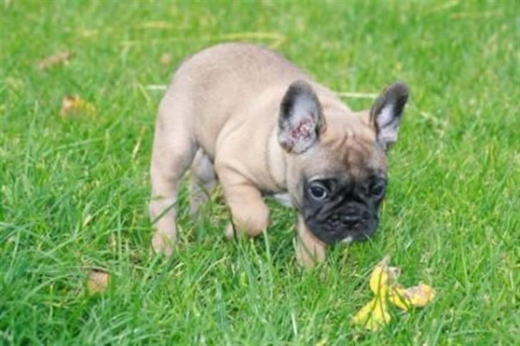 Fransk bulldog Bella. R.I.P. billede 5