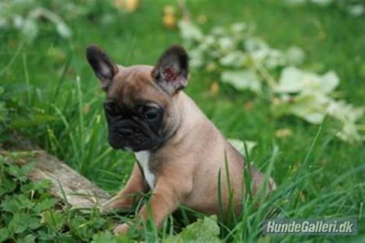 Fransk bulldog Bella. R.I.P. billede 6