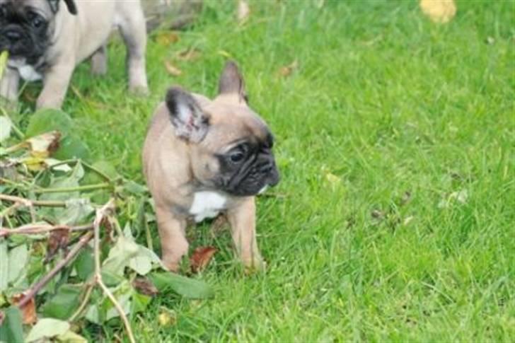 Fransk bulldog Bella. R.I.P. billede 7