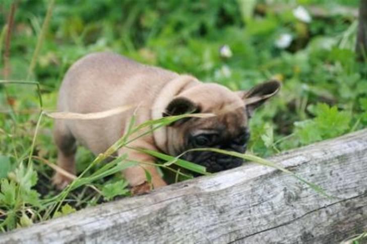 Fransk bulldog Bella. R.I.P. billede 8