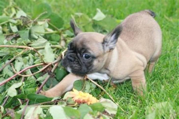 Fransk bulldog Bella. R.I.P. billede 9