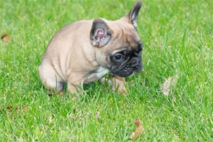 Fransk bulldog Bella. R.I.P. billede 10