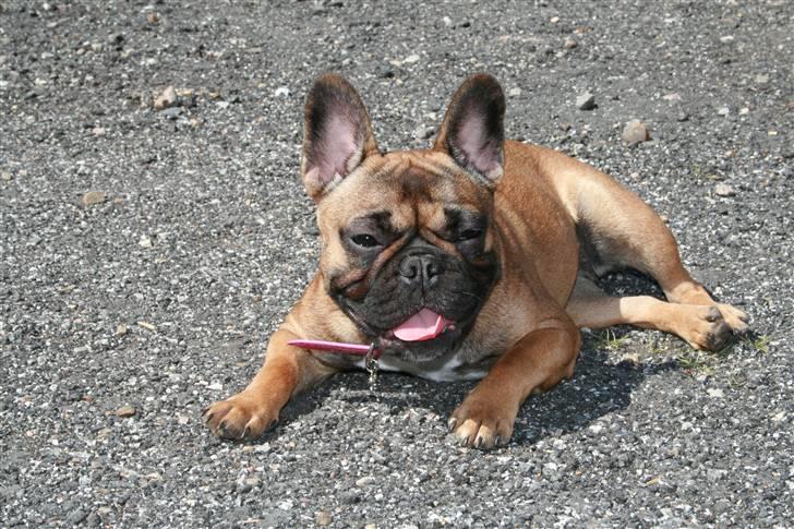 Fransk bulldog Bella. R.I.P. billede 11