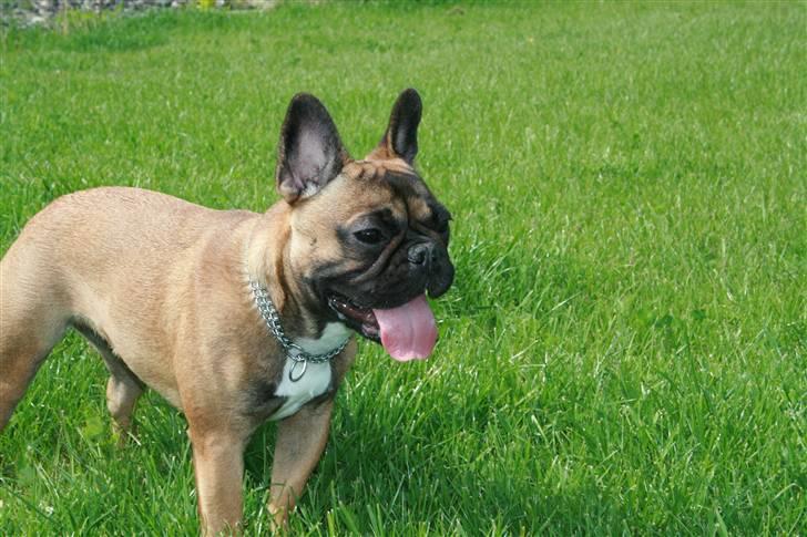 Fransk bulldog Bella. R.I.P. billede 12