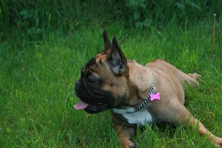 Fransk bulldog Bella. R.I.P. billede 13