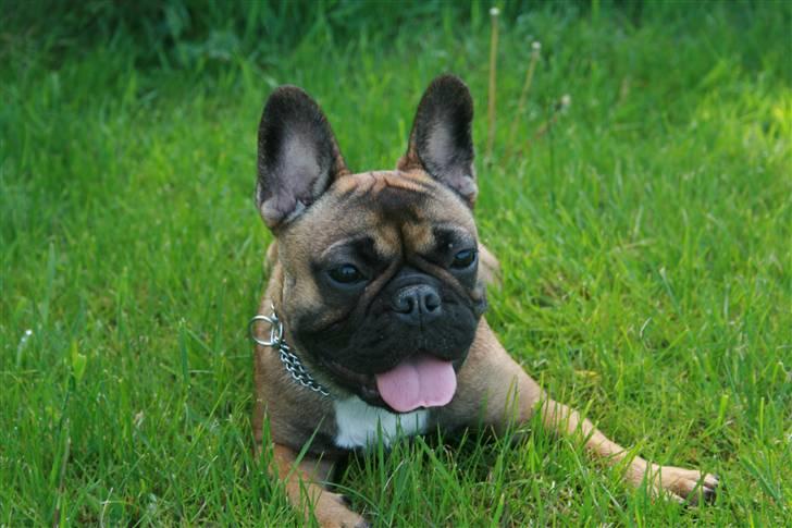 Fransk bulldog Bella. R.I.P. billede 14