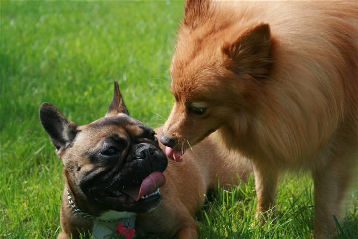 Fransk bulldog Bella. R.I.P. billede 15