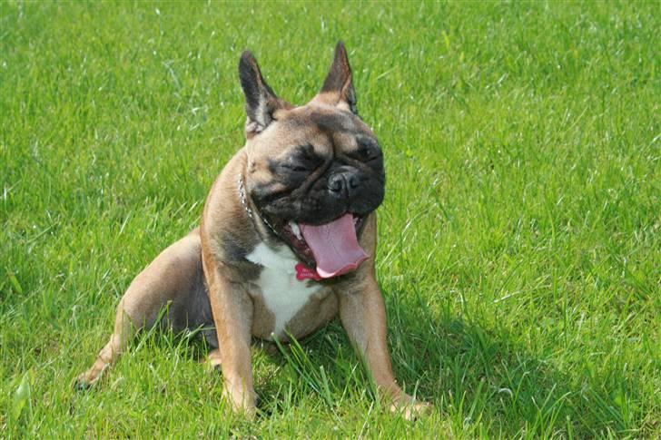 Fransk bulldog Bella. R.I.P. billede 16
