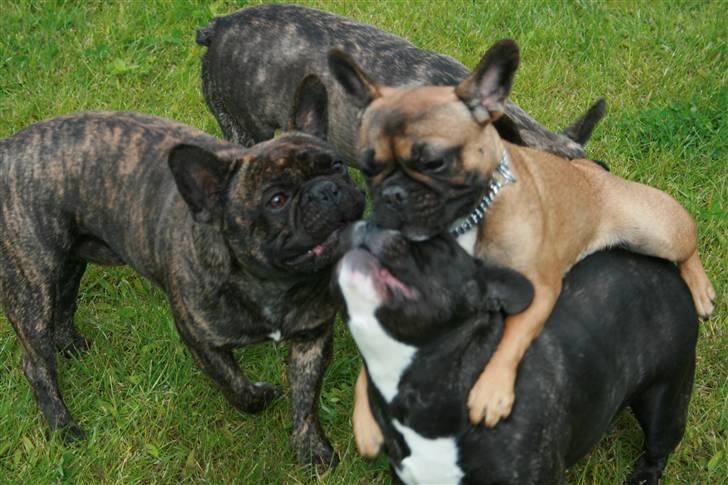 Fransk bulldog Bella. R.I.P. billede 17