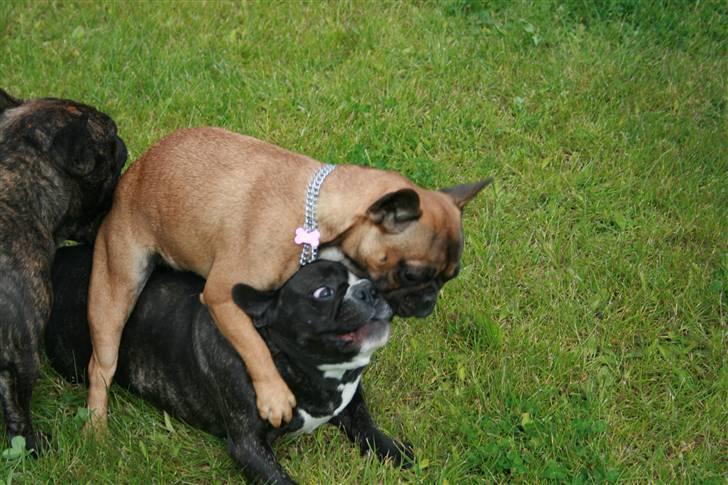 Fransk bulldog Bella. R.I.P. billede 18